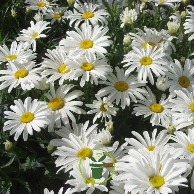 Chrysanthème étoile d'Anvers (grande marguerite) Chrysanthème étoile d'Anvers (grande marguerite)