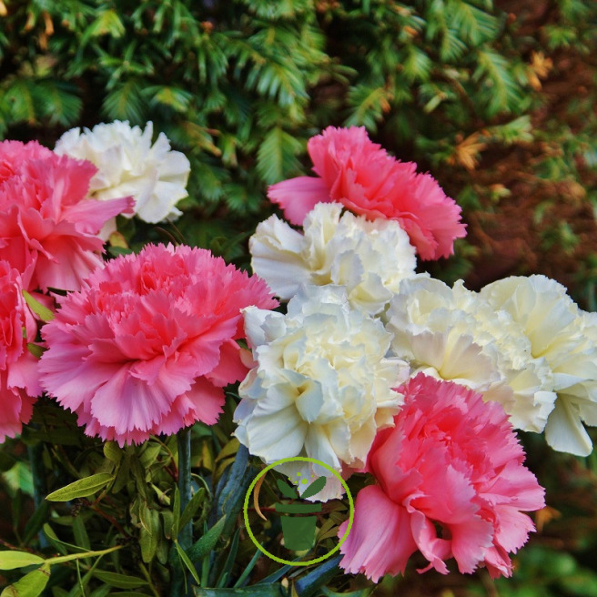 Oeillet des fleuristes Oeillet des fleuristes