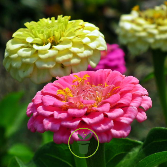 Un jardin de fleurs à couper