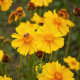 Coreopsis lanceolata Mayfield Giants