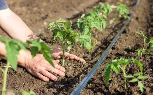 Les légumes faciles pour jardiniers débutants