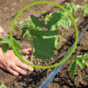 Les légumes faciles pour jardiniers débutants