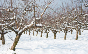 Travaux de jardinage à effectuer au mois de décembre