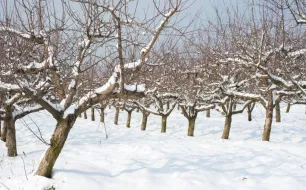 Travaux de jardinage à effectuer au mois de décembre
