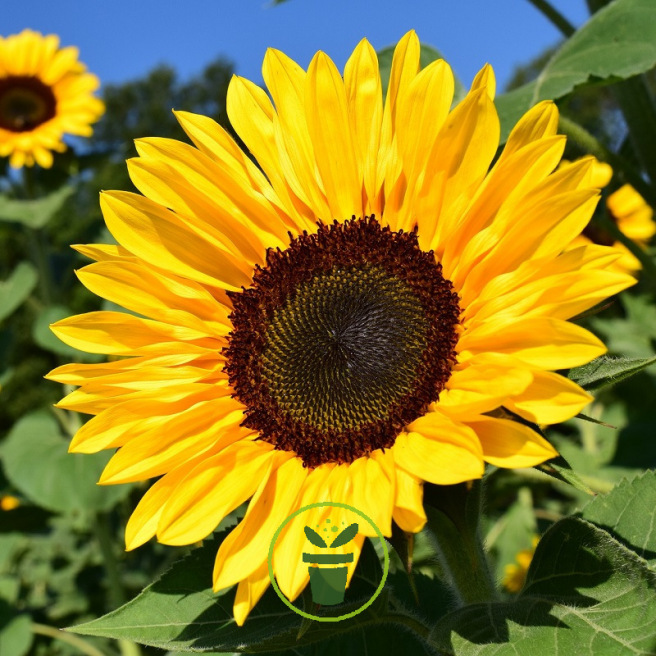 Fleurs à couper  – pack de 5 variétés Fleurs à couper  – pack de 5 variétés