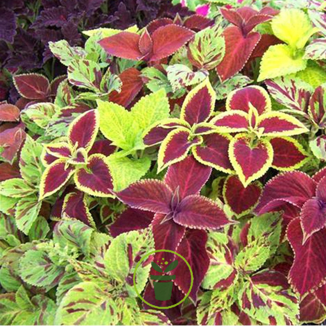 Coleus Coleus