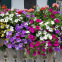 Fleurs pour jardinières et pots – pack de 7 variétés