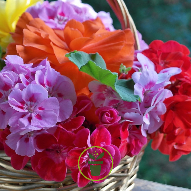 Géranium droit Magic Beauty Géranium droit Magic Beauty