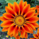 Gazania splendens Sunshine mélange 100 graines