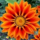 Gazania splendens Sunshine mélange 100 graines