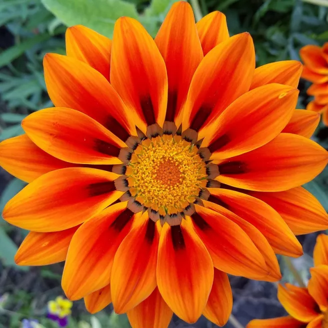 Gazania splendens Sunshine mélange 100 graines