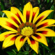 Gazania splendens Sunshine mélange 100 graines