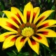 Gazania splendens Sunshine mélange 100 graines