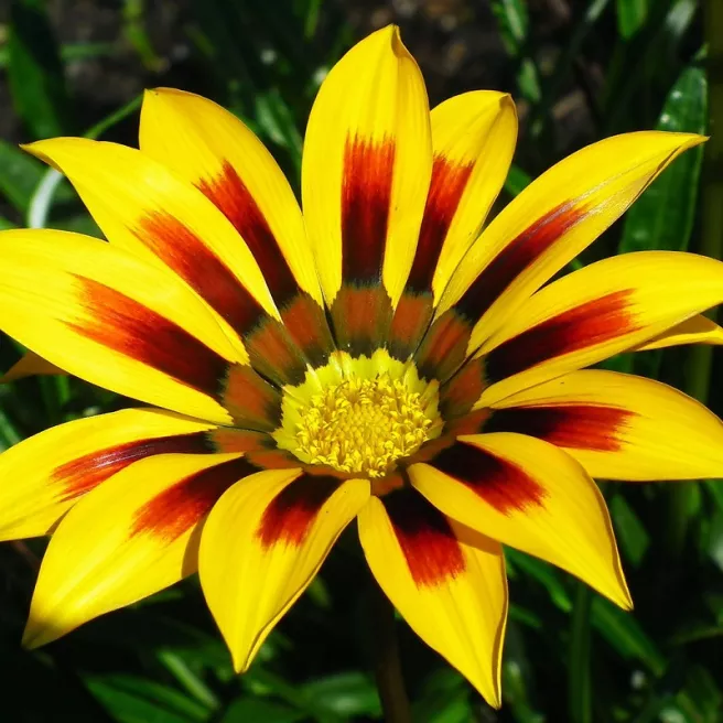 Gazania splendens Sunshine mélange 100 graines