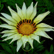 Gazania splendens Sunshine mélange 100 graines