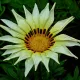 Gazania splendens Sunshine mélange 100 graines