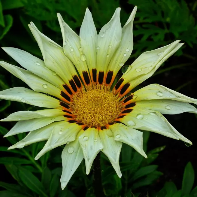 Gazania splendens Sunshine mélange 100 graines