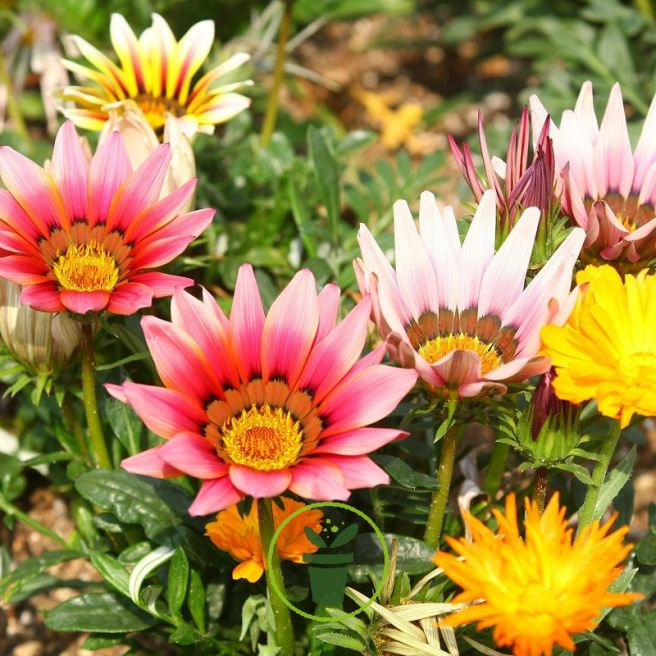 Gazania splendens Sunshine mélange 100 graines