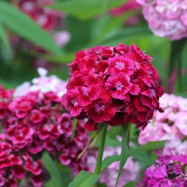 OEILLET DE POETE NAIN DOUBLE VARIE 600 graines