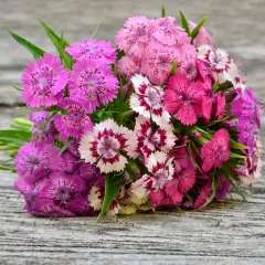 Oeillet de poête nain double varié 600 graines