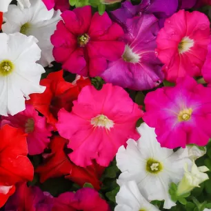 PETUNIA PENDULA MELANGE « JARDIN ET BALCON » 600 graines