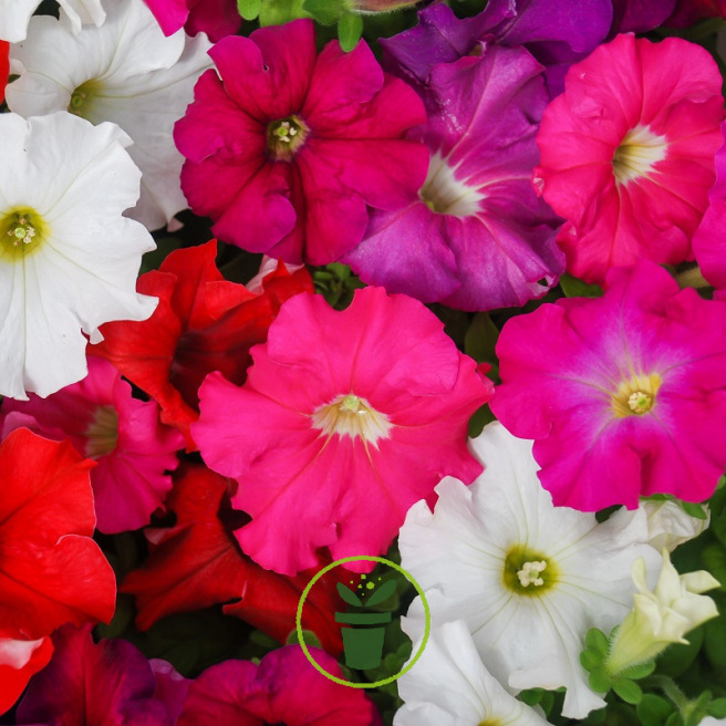 PETUNIA PENDULA MELANGE « JARDIN ET BALCON » 600 graines