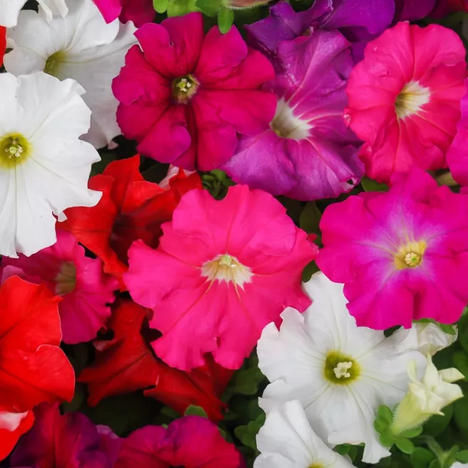 PETUNIA PENDULA MELANGE « JARDIN ET BALCON » 600 graines