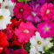 Pétunia pendula mélange jardin et balcon 1200 graines