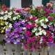 Fleurs pour jardinières et pots – pack de 7 variétés
