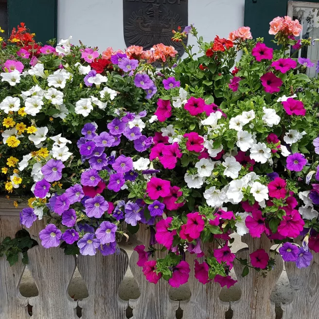 Fleurs pour jardinières et pots – pack de 7 variétés