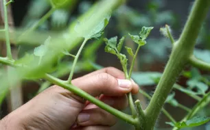 En quoi consiste la pratique du pincement de plantes ?