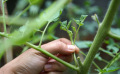 En quoi consiste la pratique du pincement de plantes ?
