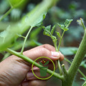 En quoi consiste la pratique du pincement de plantes ?