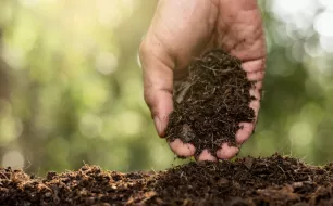 Pourquoi tamiser le terreau avant de semer ?