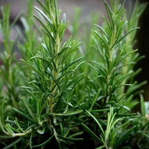 ROMARIN OFFICINAL 50 graines