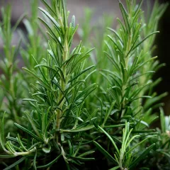 Romarin officinal 50 graines