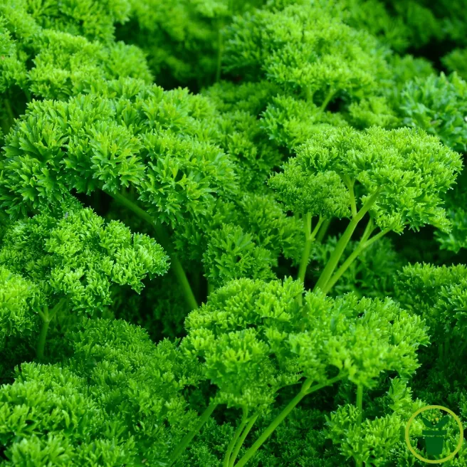 Persil frisé vert foncé