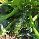 Courgette précoce maraichère