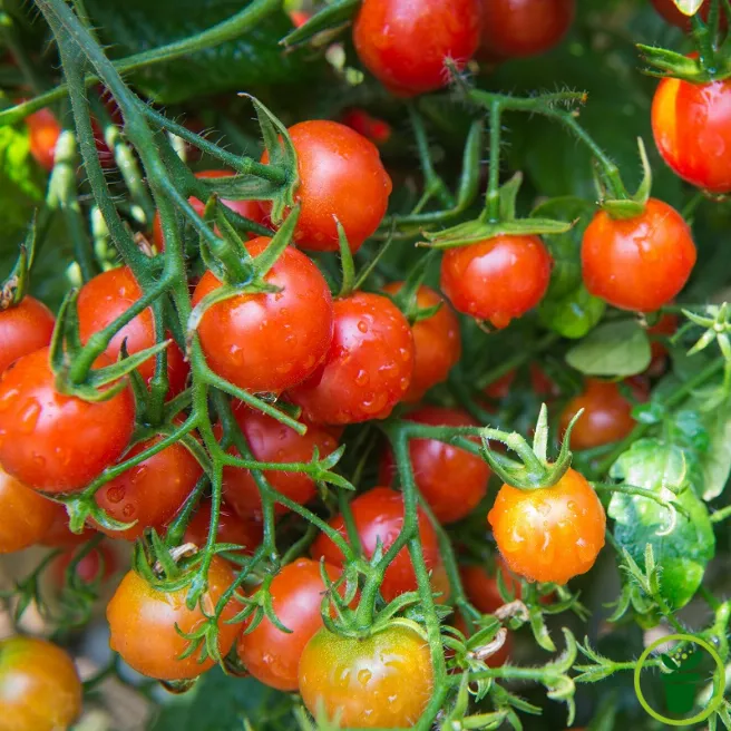 Tomate cerie rouge