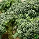 Chou brocoli calabrais