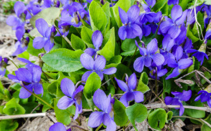 La violette odorante : les atouts de cette fleur comestible