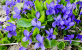 La violette odorante : les atouts de cette fleur comestible