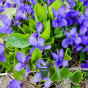 La violette odorante : les atouts de cette fleur comestible