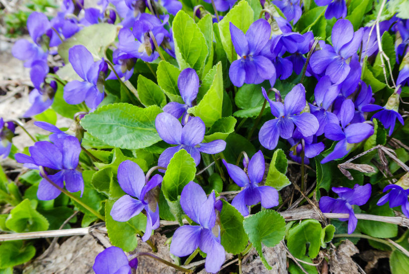 La violette odorante : fleur comestible aux multiples atouts