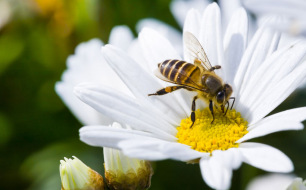 Les 10 fleurs mellifères à cultiver au jardin
