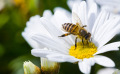 Les 10 fleurs mellifères à cultiver au jardin