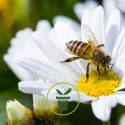 Les 10 fleurs mellifères à cultiver au jardin