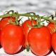 Tomate Principe Borghese BIO 0,20 gramme