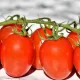 Tomate Principe Borghese BIO 0,20 gramme