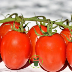 Tomate cerise Principe Borghese BIO 0,20 gramme